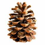 Pine Cone Cutout<br><div class="desc">A digital rendering of a pine cone from Ma'alot-Tarshiha in northern Israel, the Galilee. The Aleppo Pine (Pinus halpensis), also known as the Jerusalem Pine is the only species of wild pine that grows in Israel. It is commonly accepted that the tree now called “pine” is the Biblical “oil tree”,...</div>