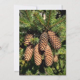 Pine Cone Magic Holiday Card