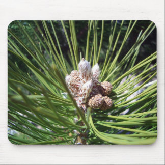 Pine Cone Nuts Mouse Pad