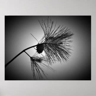 Pine Cone On Branch – Noir, Poster