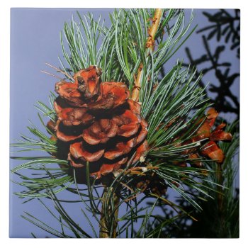 Pine Cone On Pine Branch Tile by tonigl at Zazzle