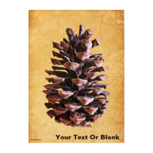 Pine Cone On Vintage Paper Acrylic Print