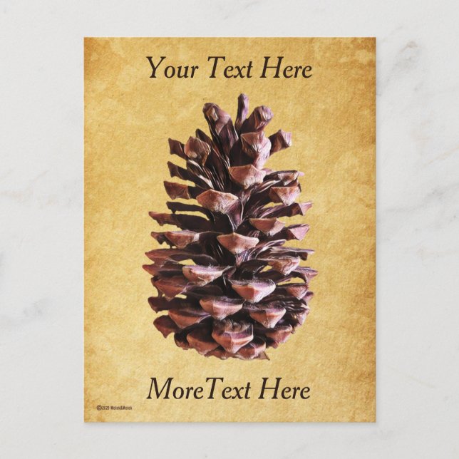 Pine Cone On Vintage Paper Postcard (Front)