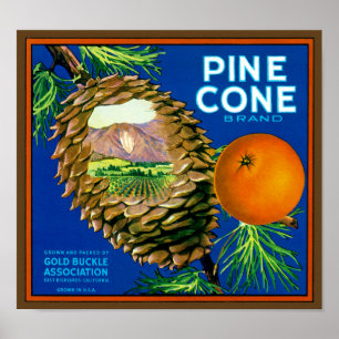 Pine Cone Oranges Poster
