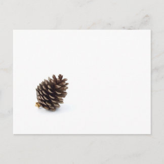 Pine Cone Postcard