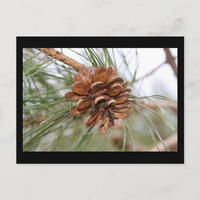 Pine Cone Postcard (Front)