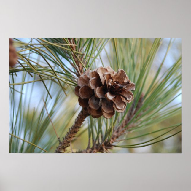 Pine Cone Poster (Front)