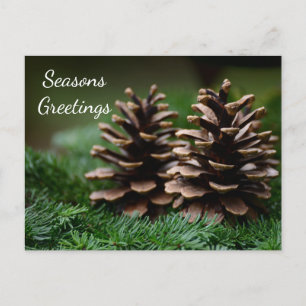 Pine Cone Seasons Greetings Postcard