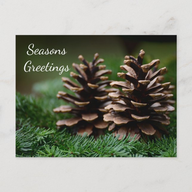 Pine Cone Seasons Greetings  Postcard (Front)