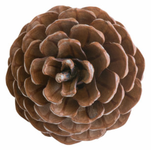 Pine cone statuette