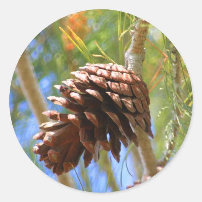 Pine Cone Sticker (Front)