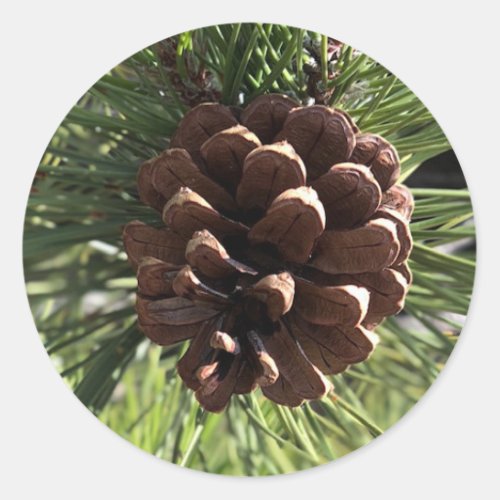 Pine Cone Sticker