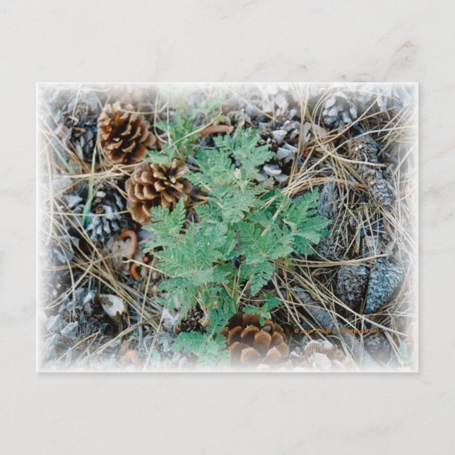 Pine Cones and Fern Postcard (Front)