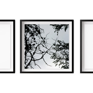 Pine Cones Branches Silhouette Photography Poster