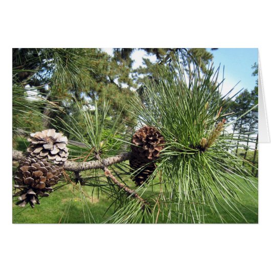 Pine Cones Cards (Front Horizontal)