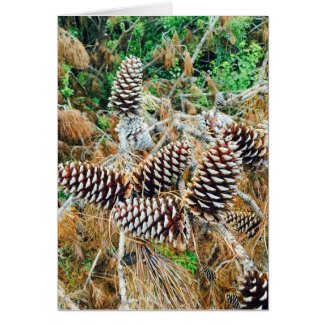 Pine Cones in South Carolina on Card