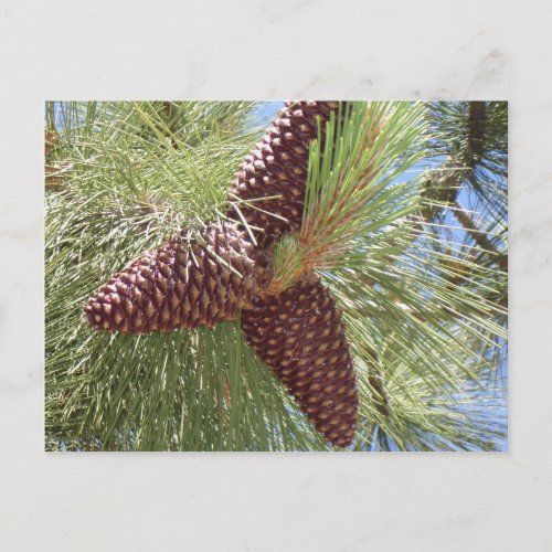pine cones pine lake tahoe nature postcard