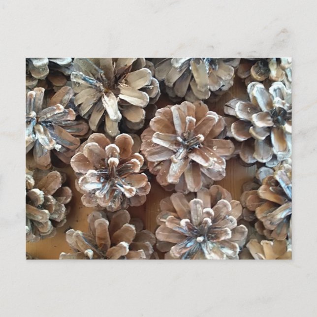 Pine Cones Postcard (Front)
