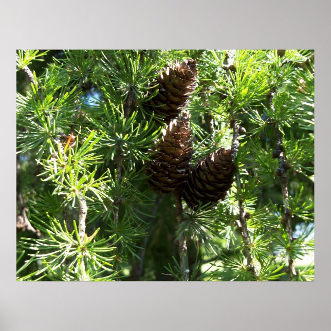 Pine Cones Poster (Front)