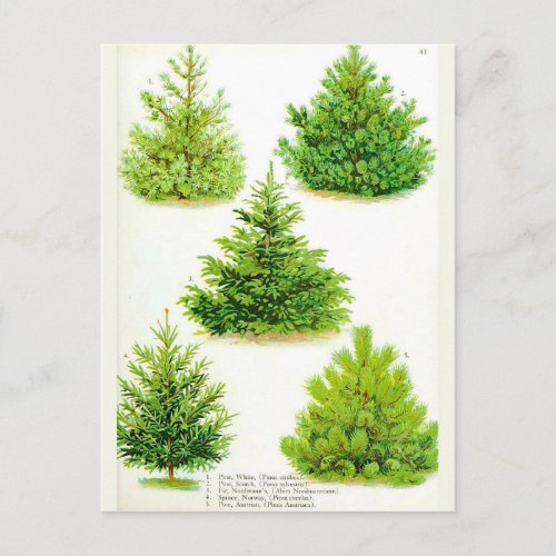 Pine Fir Spruce Tree Vintage Botanical Print Postcard