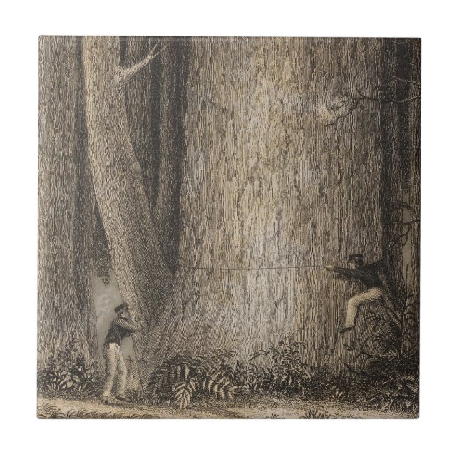 Pine Forest, Oregon Ceramic Tile (Front)