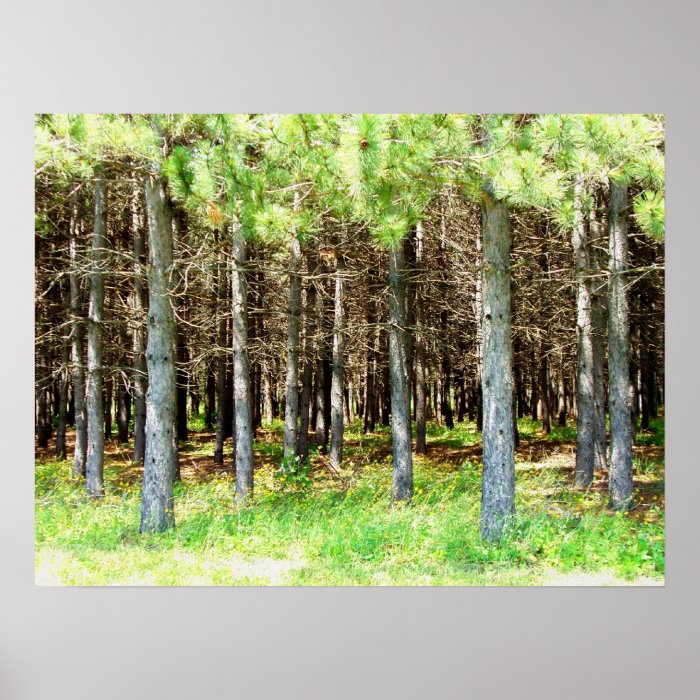 Pine Forest Print