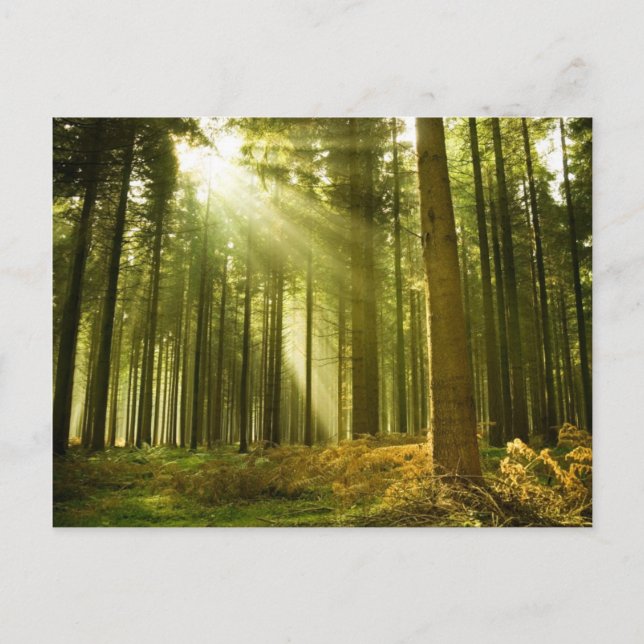 Pine forest with sun shining postcard (Front)
