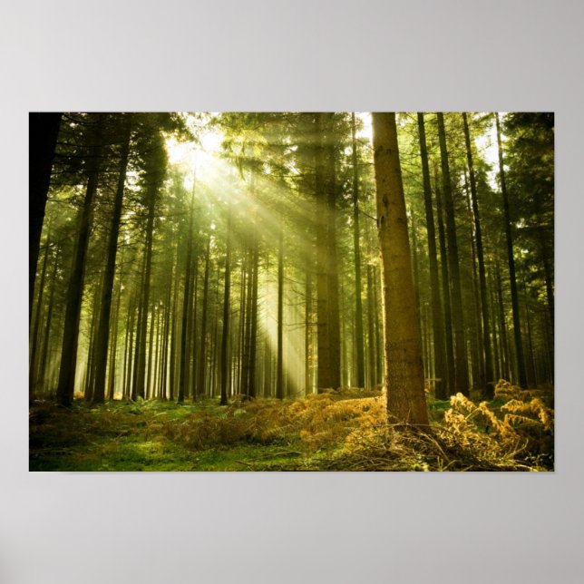 Pine forest with sun shining poster (Front)