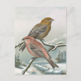 Pine Grosbeak Vintage Bird Illustration Postcard