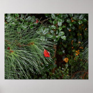Pine Leaves and Holly Poster