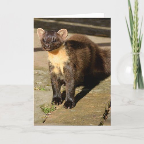 pine marten card