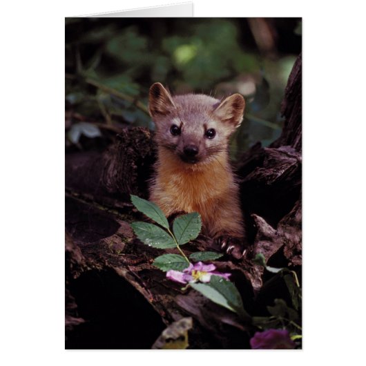 Pine Marten Cards (Front)