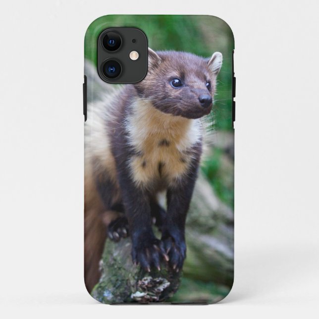 Pine Marten iPhone 5 Case (Back)