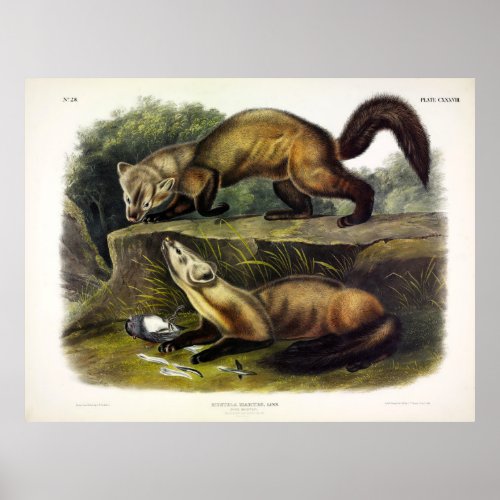 Pine Marten Mustela Martes American Marten Poster