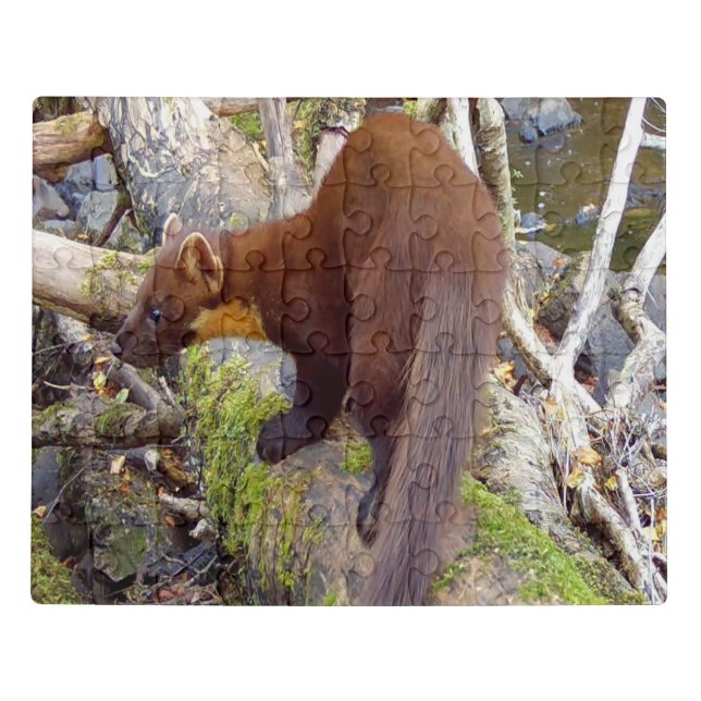 Pine Marten on Log Acrylic  Jigsaw Puzzle (Puzzle Horizontal)