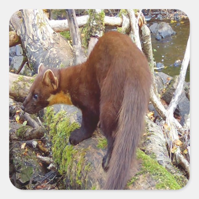 Pine Marten On Log Woodland Wildlife Animal Decal Square Sticker (Front)