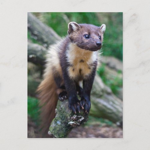 Pine Marten Postcard