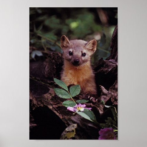 Pine Marten Poster