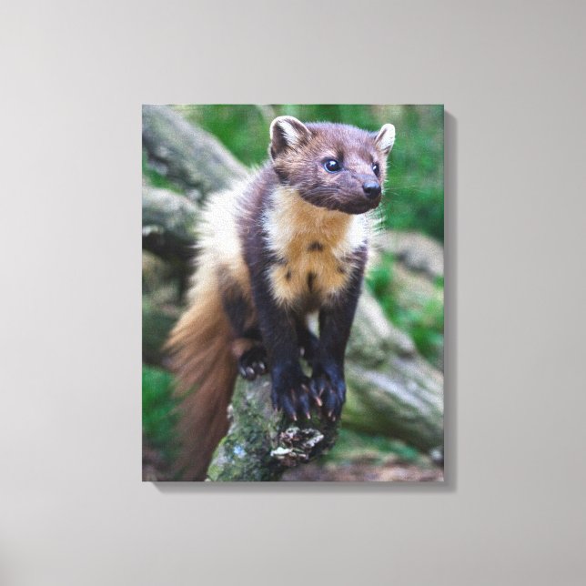 Pine Marten Wrapped Canvas (Front)