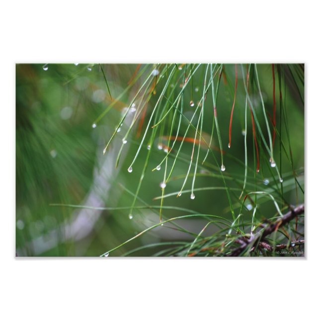 Pine Needles After the Rain photo print (Front)