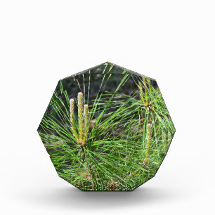Pine Needles by Kenneth Yoncich Award