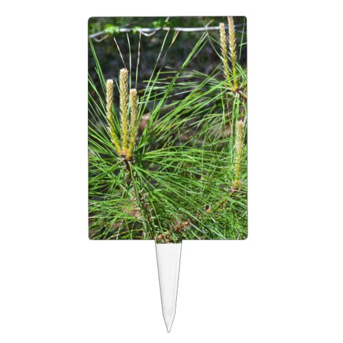 Pine Needles by Kenneth Yoncich Cake Topper