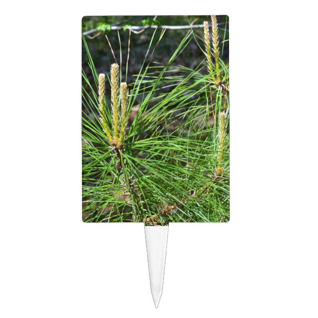 Pine Needles by Kenneth Yoncich Cake Topper (Front)