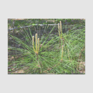 Pine Needles by Kenneth Yoncich Tissue Paper