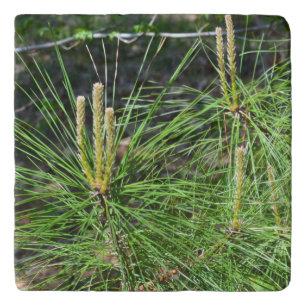Pine Needles by Kenneth Yoncich Trivet