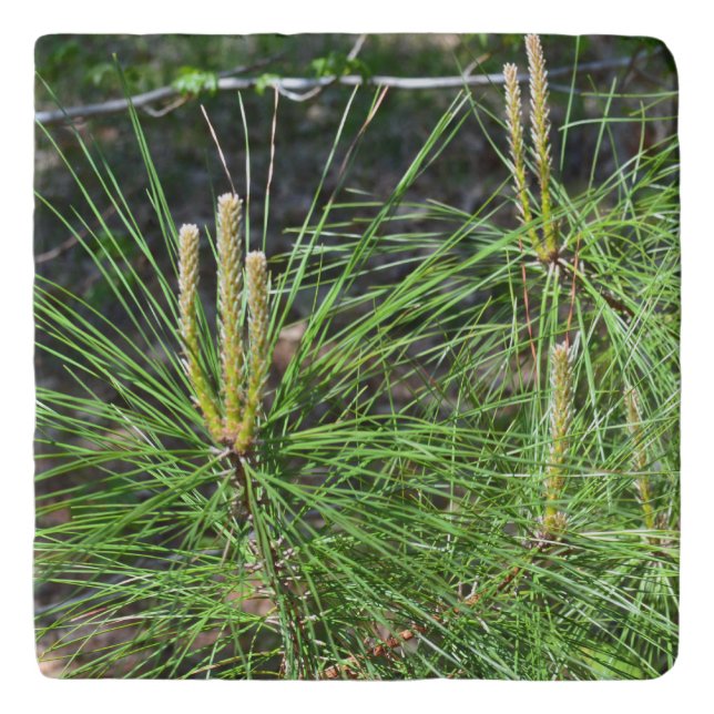 Pine Needles by Kenneth Yoncich Trivet (Front)