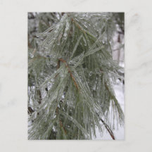 Pine Needles in Ice Holiday Postcard