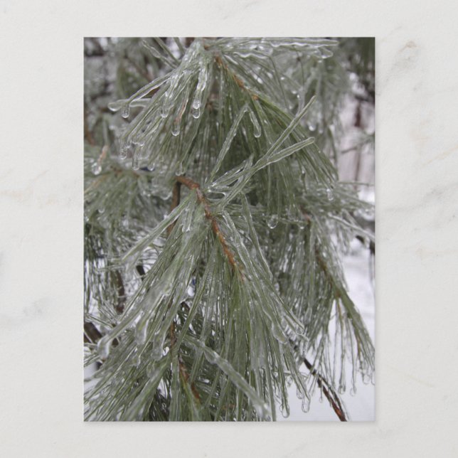 Pine Needles in Ice Holiday Postcard (Front)