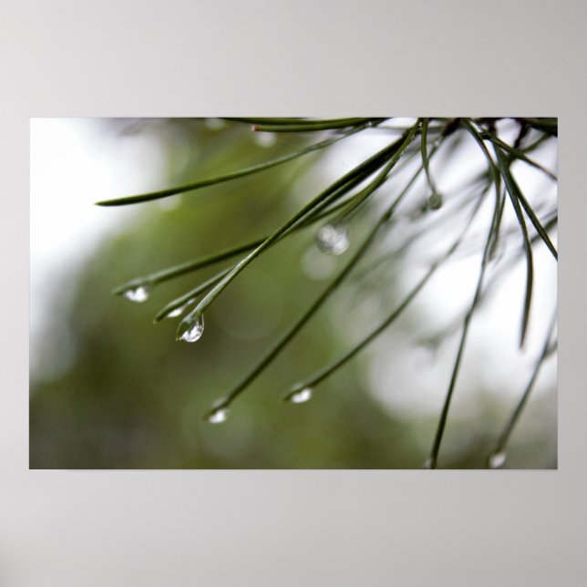 Pine Needles with Raindrops  Poster (Front)