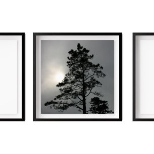 Pine Silhouette Cloudy Sun Photography Poster